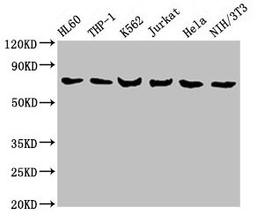 Western Blot. Positive WB detected in: HL60 whole cell lysate, THP-1 whole cell lysate, K562 whole cell lysate, Jurkat whole cell lysate, Hela whole cell lysate, NIH/3T3 whole cell lysate. All lanes: LCP1 antibody at 8µg/ml. Secondary. Goat polyclonal to rabbit IgG at 1/10000 dilution. Predicted band size: 71, 22 kDa. Observed band size: 71 kDa