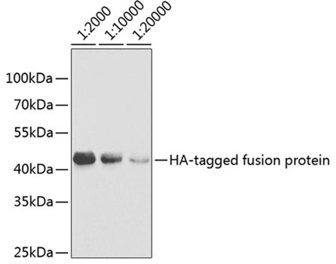 Western blot - HA-tag antibody (AE036)