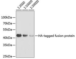 Western blot - HA-tag antibody (AE036)