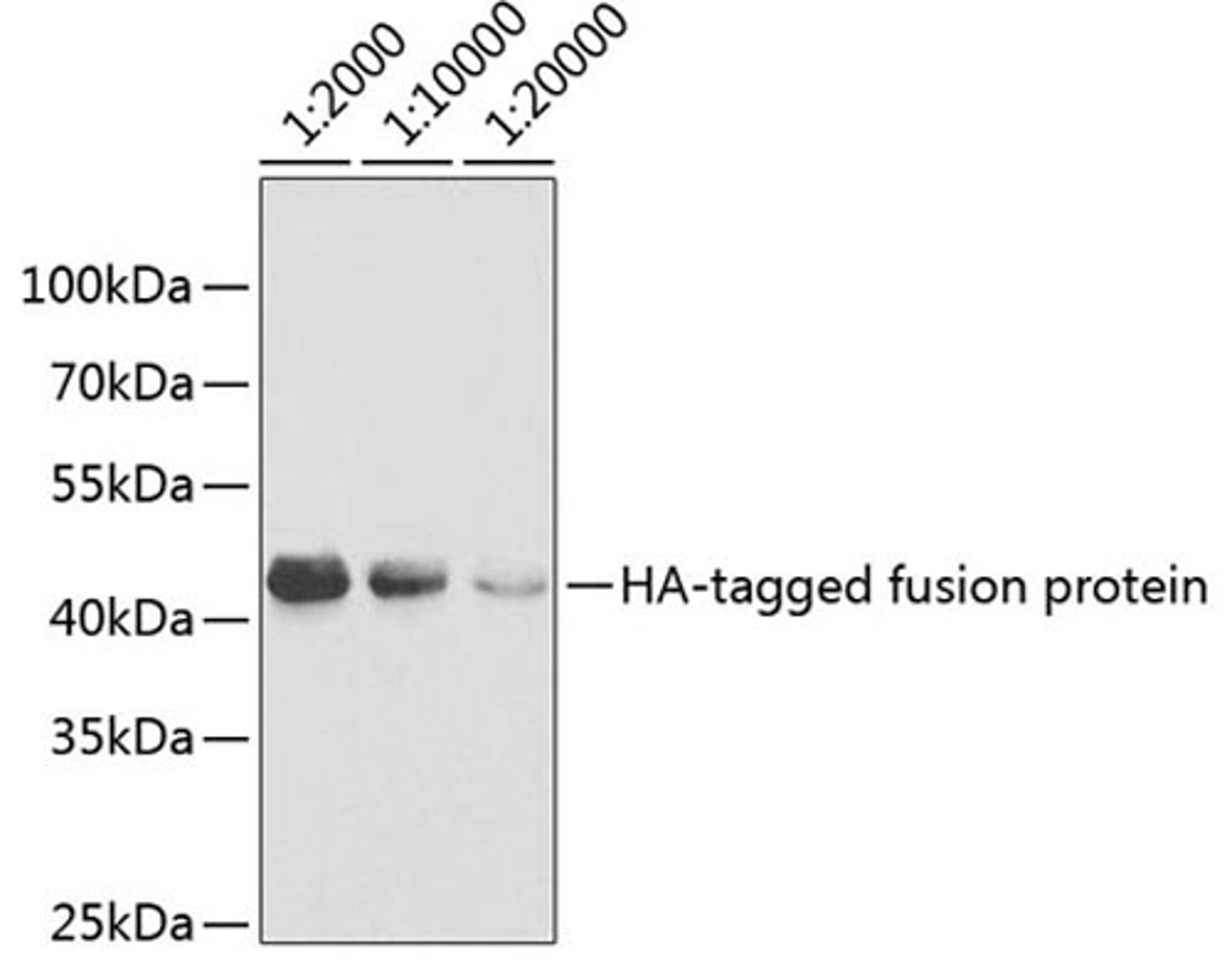 Western blot - HA-tag antibody (AE036)