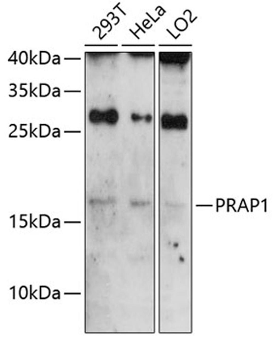 Western blot - PRAP1 antibody (A8770)