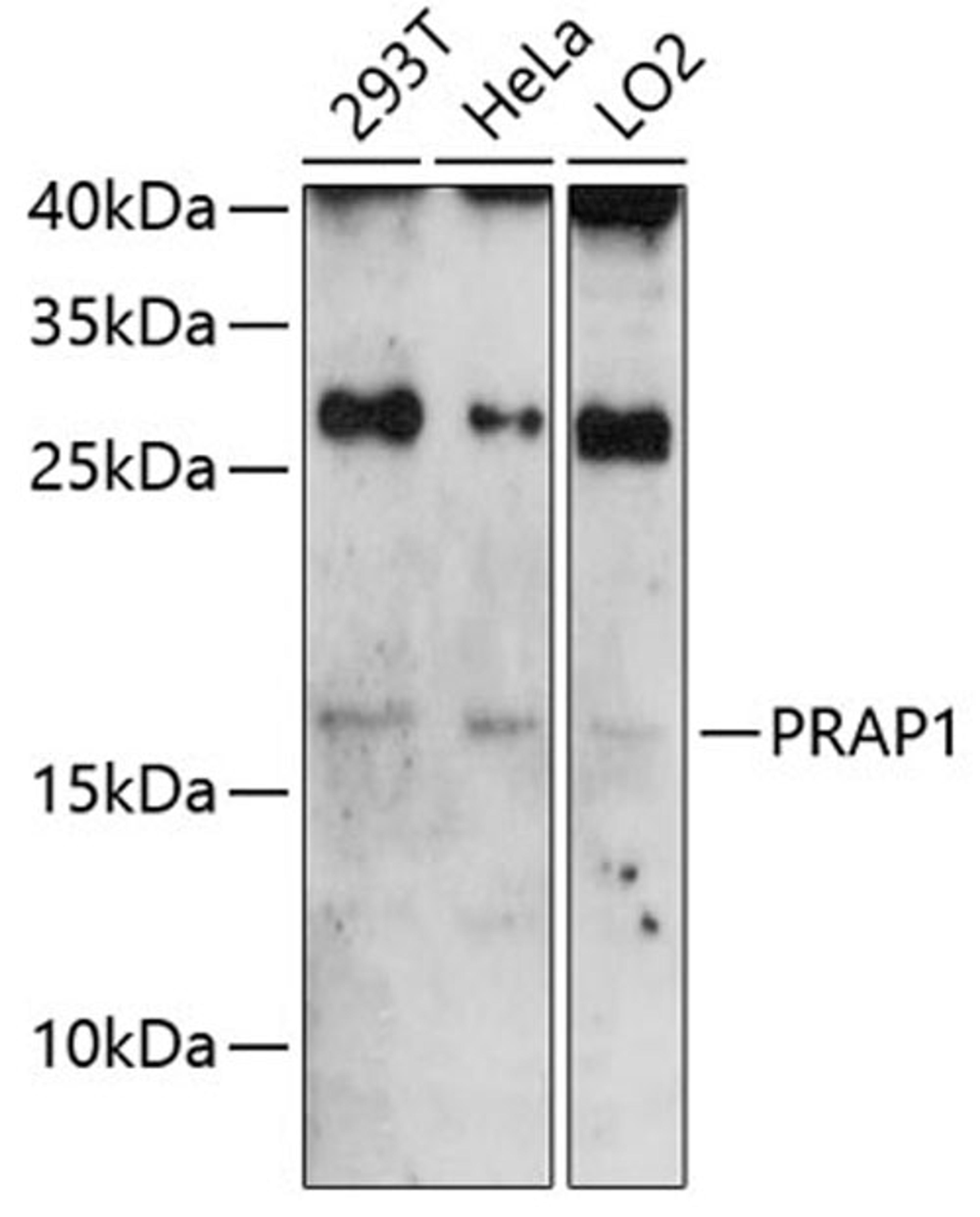 Western blot - PRAP1 antibody (A8770)