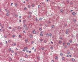 Immunohistochemistry: Coagulation Factor II/Thrombin Antibody [NBP1-58268] - Analysis of human liver after heat-induced Antigen retrieval. Antibody concentration 5 ug/ml.