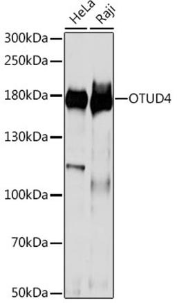 Western blot - OTUD4 antibody (A15229)