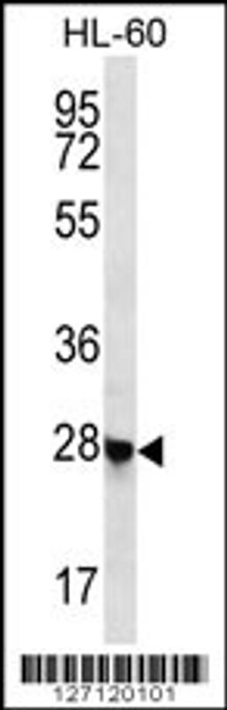 Western blot analysis in HL-60 cell line lysates (35ug/lane).