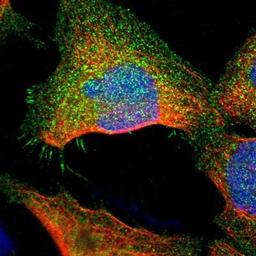 Immunocytochemistry/Immunofluorescence: Syntaxin 4 Antibody [NBP1-87374] - Staining of human cell line U-2 OS shows positivity in plasma membrane.