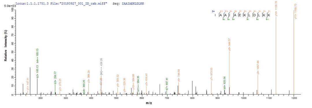 Based on the SEQUEST from database of E.coli host and target protein, the LC-MS/MS Analysis result of CSB-EP622514HU could indicate that this peptide derived from E.coli-expressed Homo sapiens (Human) POU4F2.