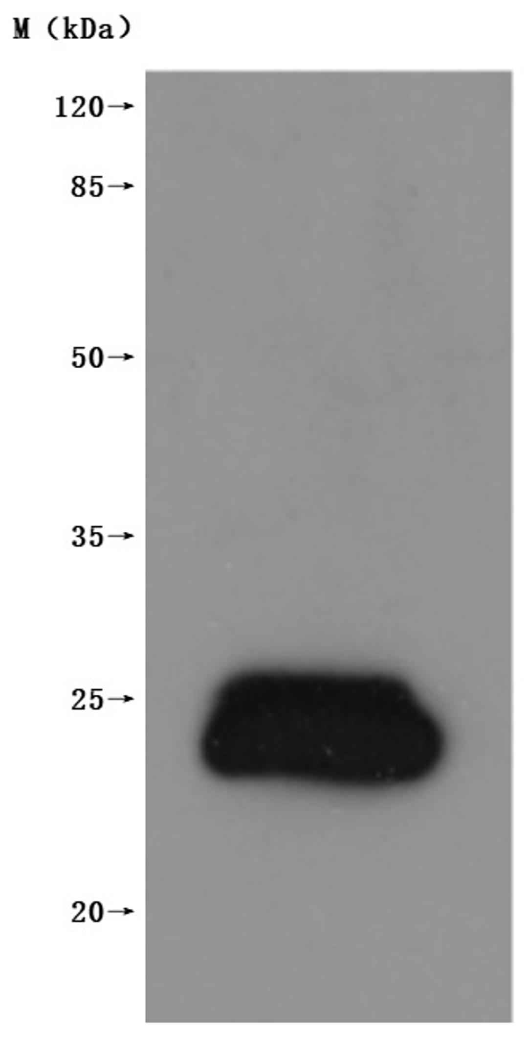 CSB-MP005505HU is detected by Mouse anti-6*His monoclonal antibody.