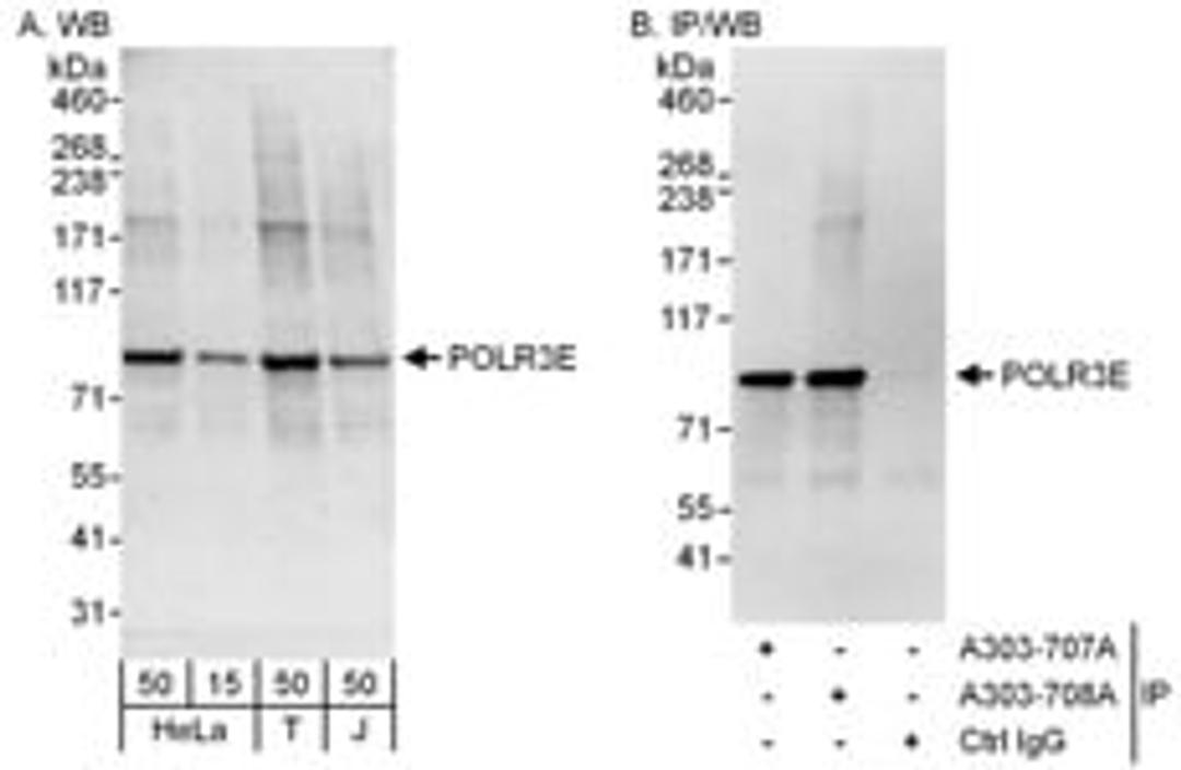 Detection of human POLR3E by western blot and immunoprecipitation.