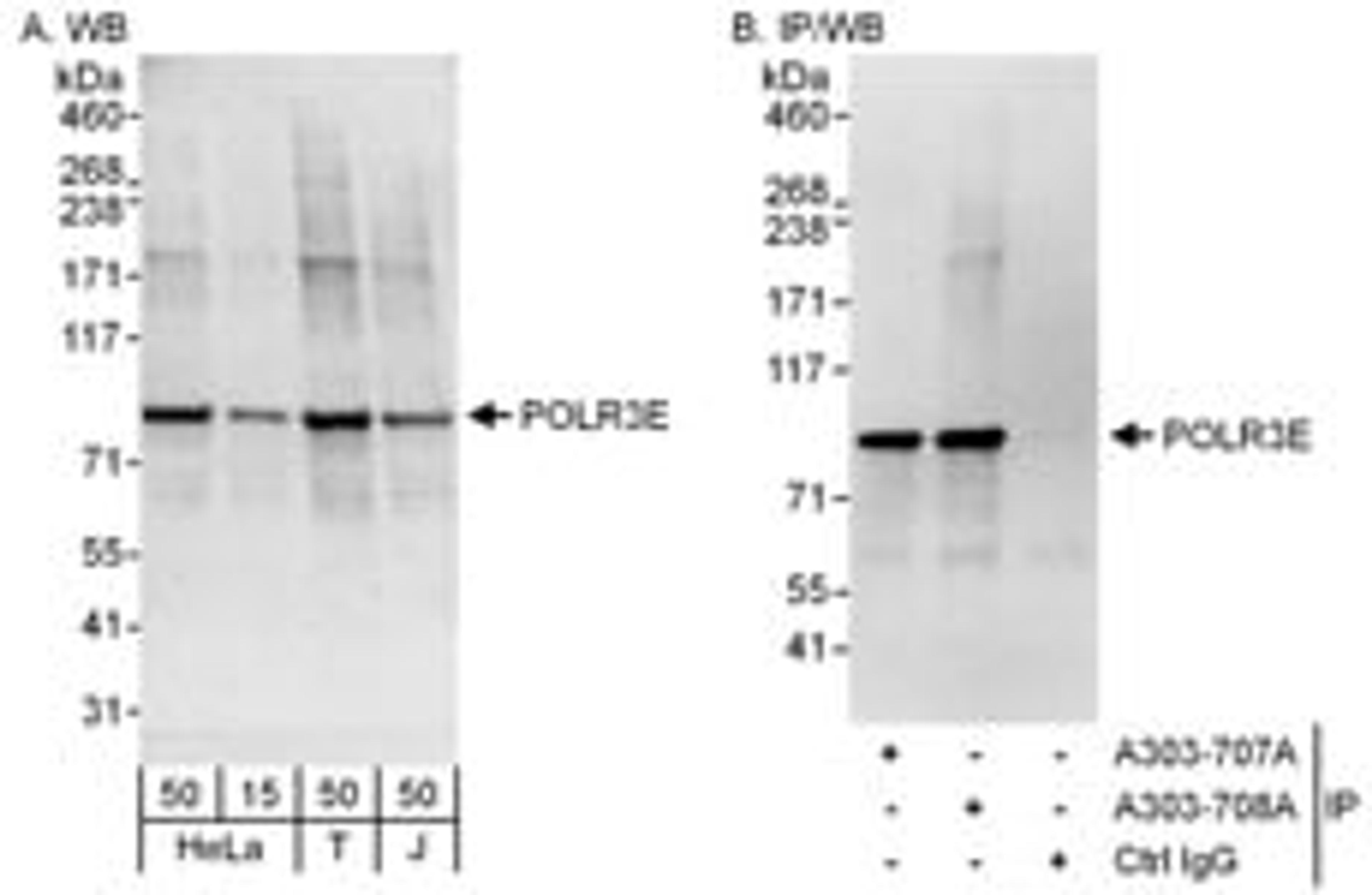 Detection of human POLR3E by western blot and immunoprecipitation.