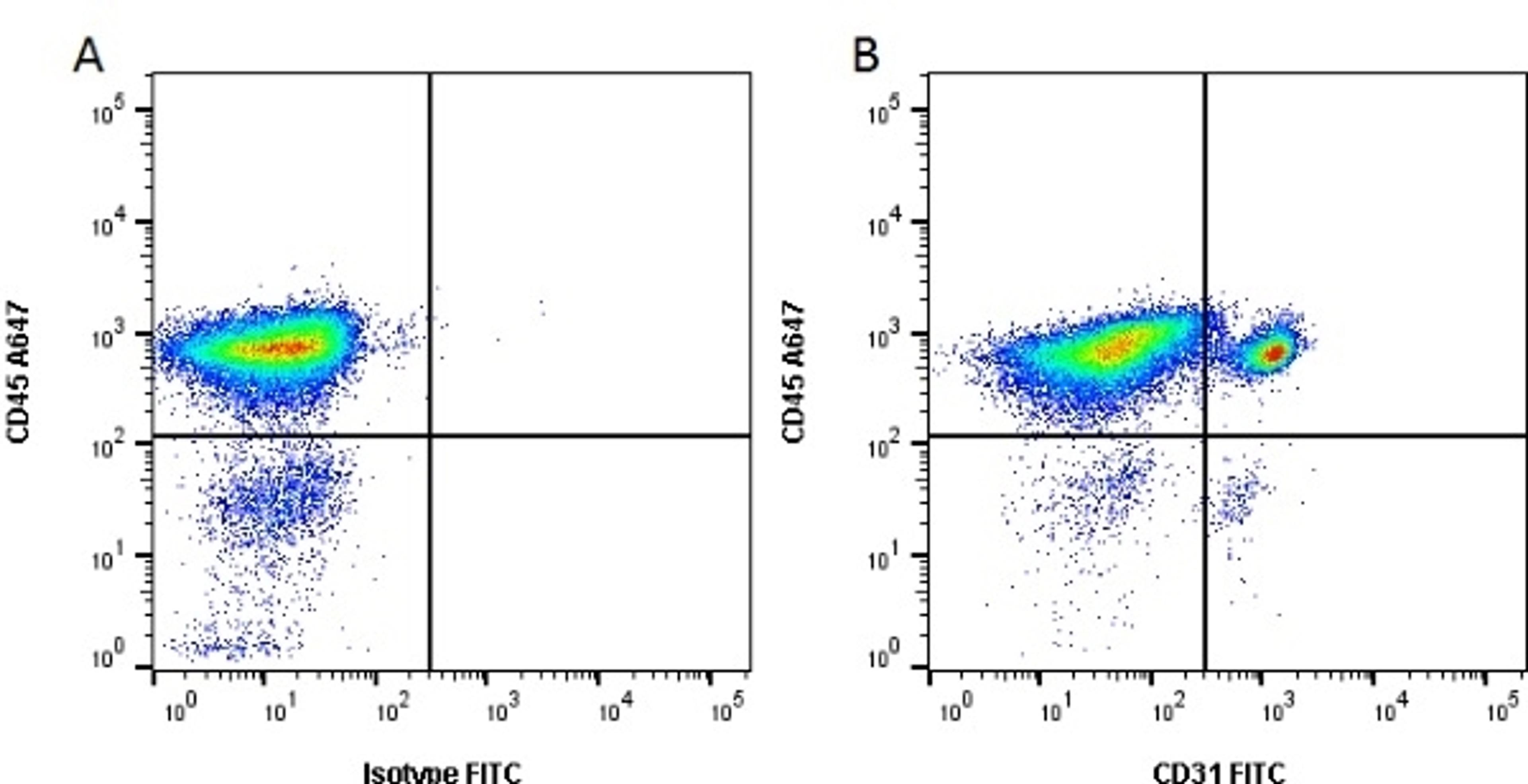 Figure A. Mouse anti Porcine CD45. Figure B. Mouse anti Porcine CD45 and Mouse anti Porcine CD31