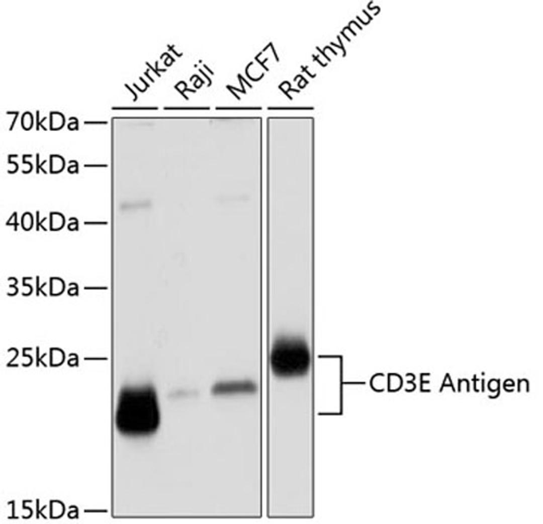 Western blot - CD3E Antigen Antibody (A12415)