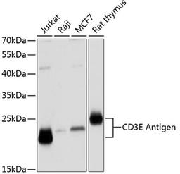 Western blot - CD3E Antigen Antibody (A12415)