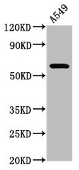 Western Blot. Positive WB detected in: A549 whole cell lysate. All lanes: PDE9A antibody at 3.9µg/ml. Secondary. Goat polyclonal to rabbit IgG at 1/50000 dilution. Predicted band size: 69, 62, 55, 63, 58, 46, 59, 51, 45, 54, 65, 66, 57 kDa. Observed band size: 69 kDa