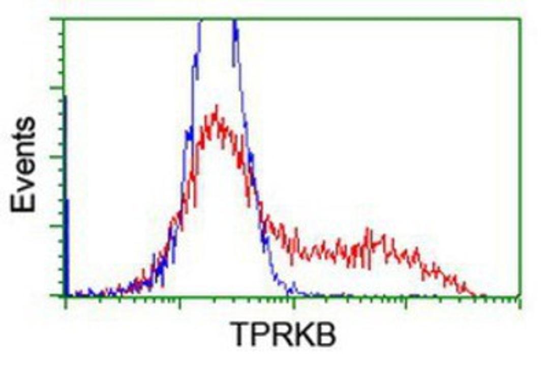 Flow Cytometry: TPRKB Antibody (3H3) [NBP2-03885] - HEK293T cells transfected with either overexpression plasmid (Red) or empty vector control plasmid (Blue) were immunostained by anti-TPRKB antibody, and then analyzed by flow cytometry.