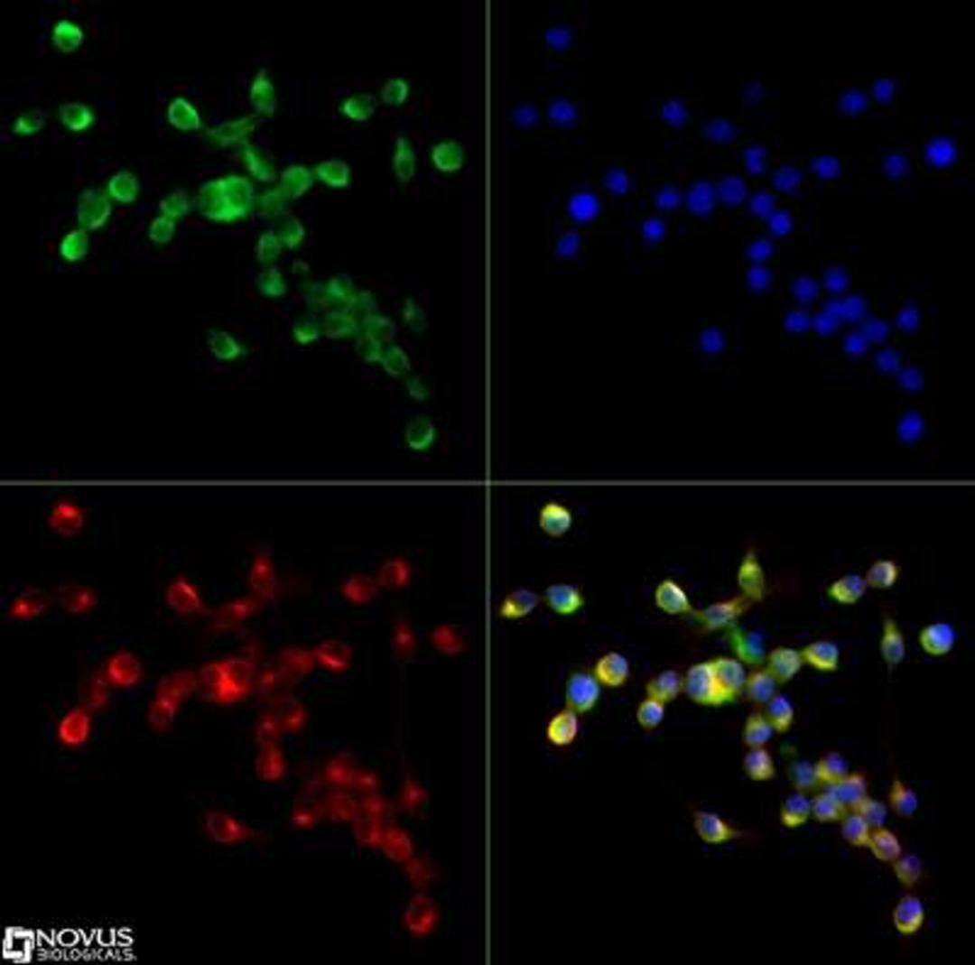 Immunocytochemistry/Immunofluorescence: SR-AI/MSR Antibody [NBP1-00092] -  The MSR antibody was tested in Raw cells at a 1:250 dilution against Dylight 488 (Green).  Alpha-tubulin and nuclei were counterstained against Dylight 550 (Red) and DAPI (Blue), respectively.