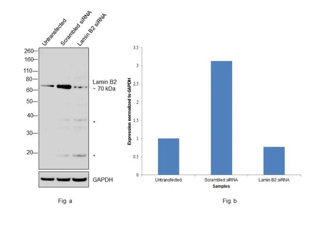 Lamin B2 Antibody (33-2100) in WB