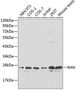 Western blot - RAN antibody (A0976)