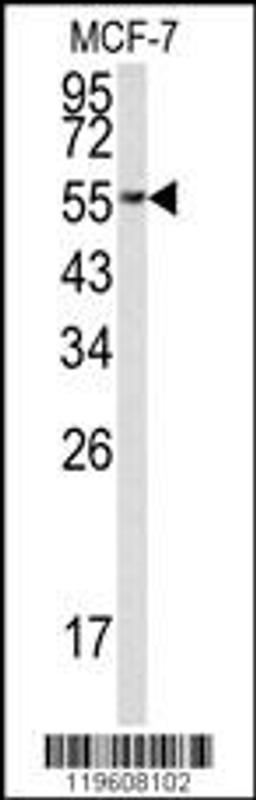 Western blot analysis of EEF1A1 Antibody in MCF-7 cell line lysates (35ug/lane)