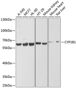 Western blot - CYP1B1 antibody (A1377)