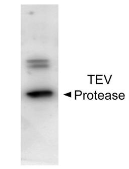 Western blot analysis of Ecoli lysate using TEV Protease antibody