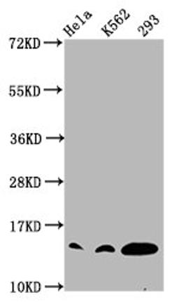 Western Blot. Positive WB detected in: Hela whole cell lysate, K562 whole cell lysate, 293 whole cell lysate (all treated with 30mM sodium crotonylate for 4h). All lanes: HIST1H2BC antibody at 0.97µg/ml. Secondary. Goat polyclonal to rabbit IgG at 1/50000 dilution. Predicted band size: 14 kDa. Observed band size: 14 kDa