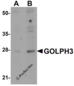 Western blot analysis of GOLPH3 in rat lung tissue lysate with GOLPH3 antibody at (A) 0.5 and (B) 1 μg/mL.