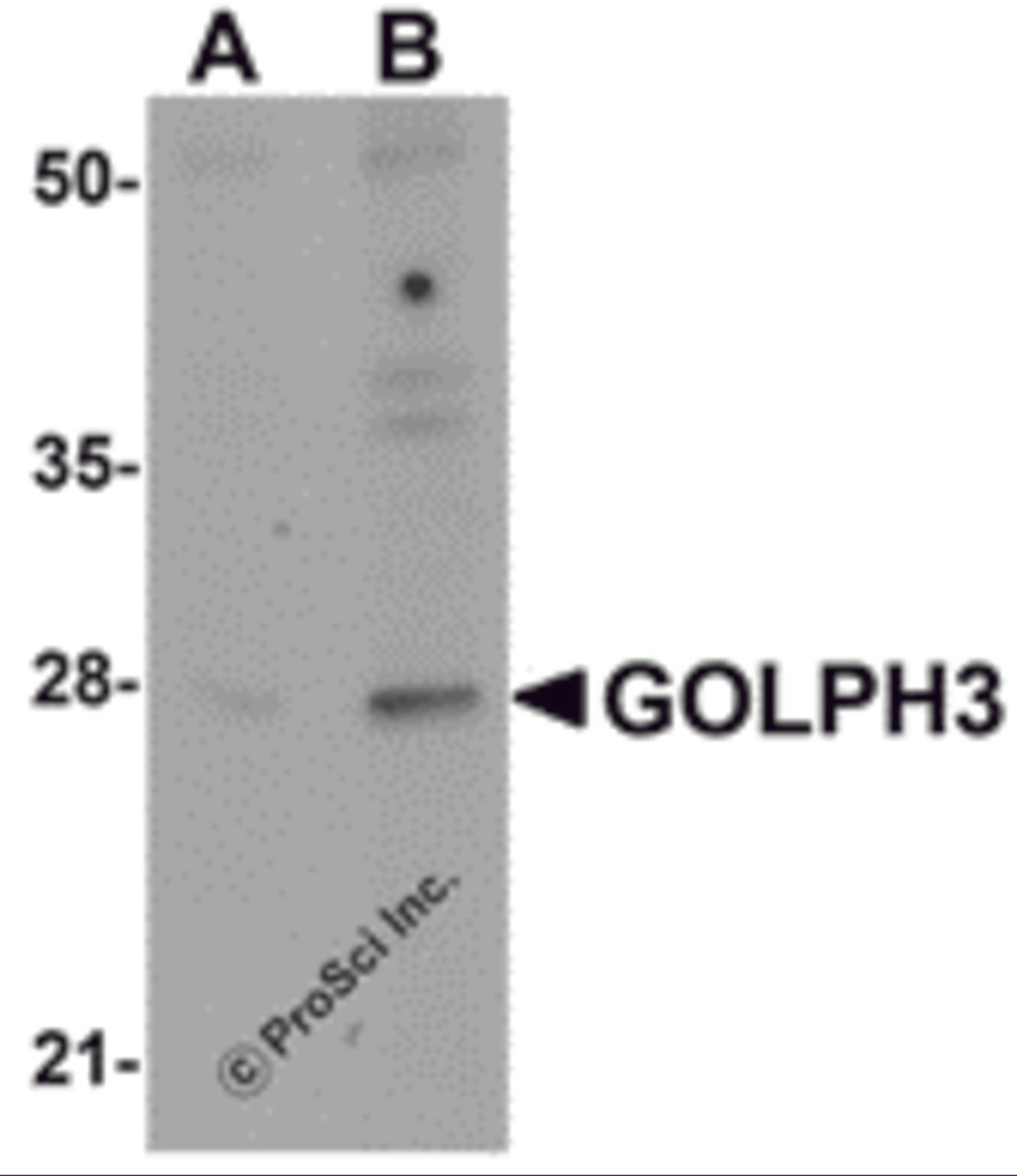 Western blot analysis of GOLPH3 in rat lung tissue lysate with GOLPH3 antibody at (A) 0.5 and (B) 1 μg/mL.
