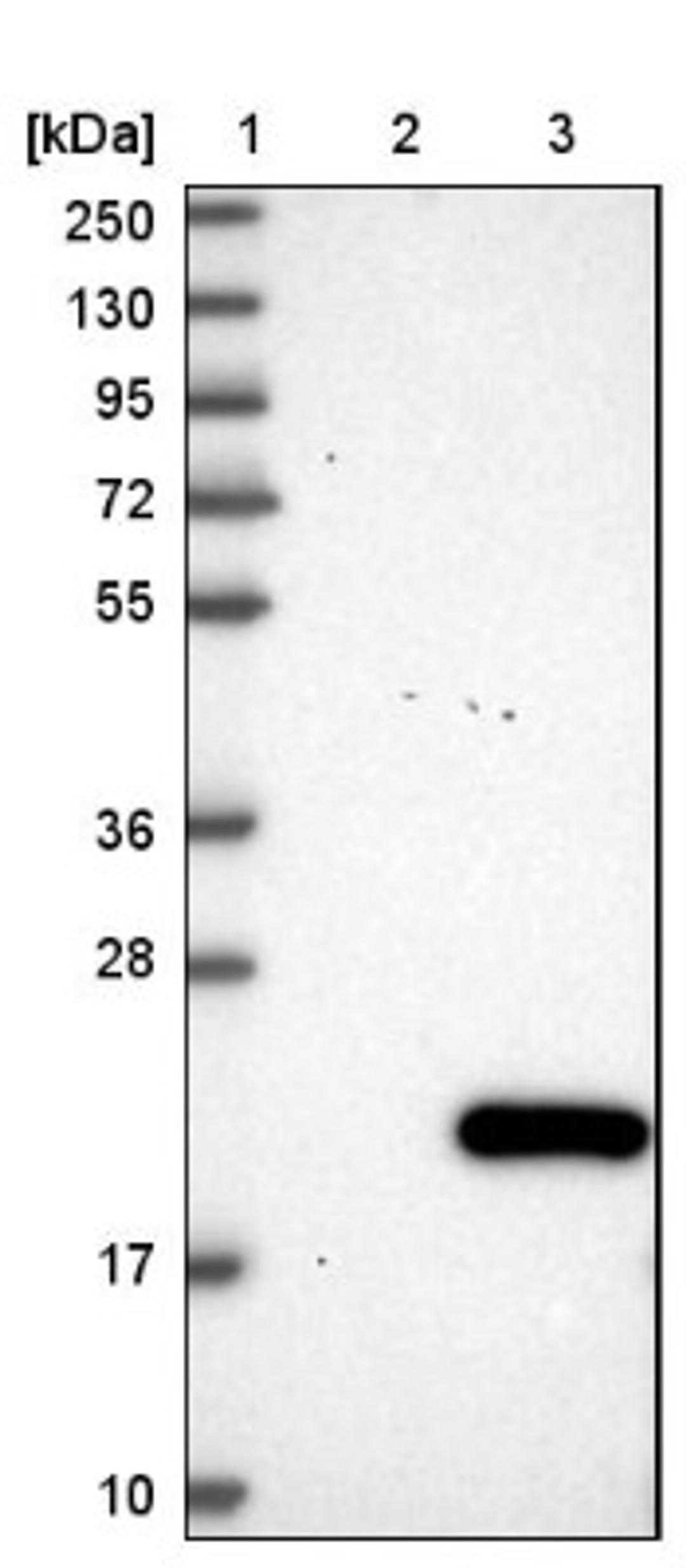 Western Blot: C11orf1 Antibody [NBP1-82071] - Lane 1: Marker [kDa] 250, 130, 95, 72, 55, 36, 28, 17, 10<br/>Lane 2: Negative control (vector only transfected HEK293T lysate)<br/>Lane 3: Over-expression lysate (Co-expressed with a C-terminal myc-DDK tag (~3.1 kDa) in mammalian HEK293T cells, LY411579)