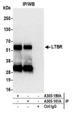 Detection of human LTBR by western blot of immunoprecipitates.