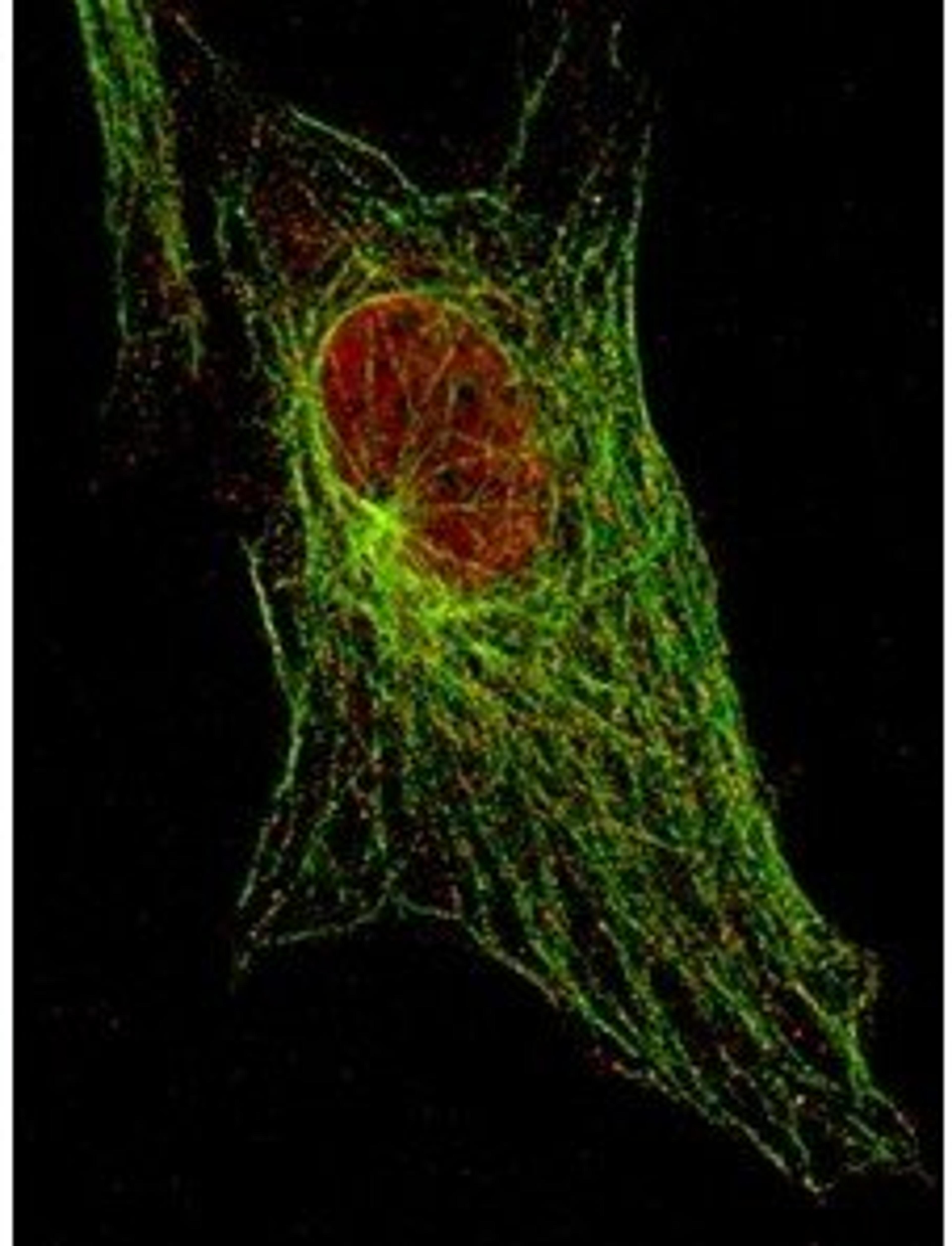 Immunofluorescence analysis of 3T3 cells using STAT5 (phospho-Y694) antibody