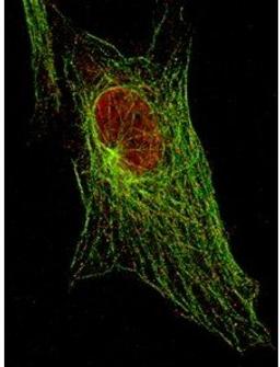 Immunofluorescence analysis of 3T3 cells using STAT5 (phospho-Y694) antibody