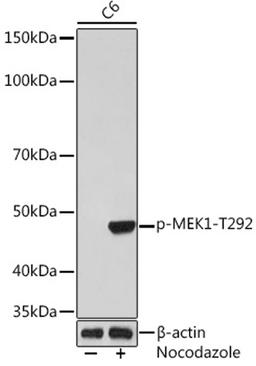 Western blot - Phospho-MEK1-T292 Rabbit mAb (AP1021)