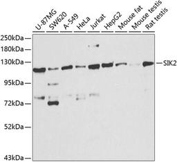 Western blot - SIK2 antibody (A8321)