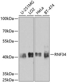 Western blot - RNF34 antibody (A8517)