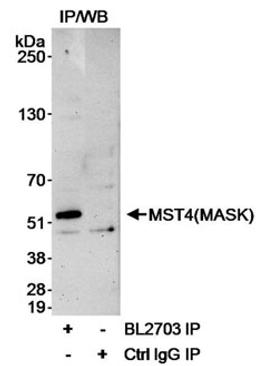 Detection of human MST4(MASK) by western blot after immunoprecipitation.