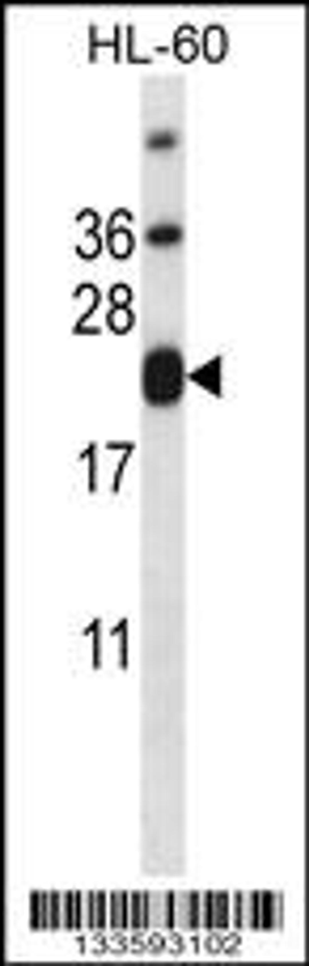 Western blot analysis in HL-60 cell line lysates (35ug/lane).