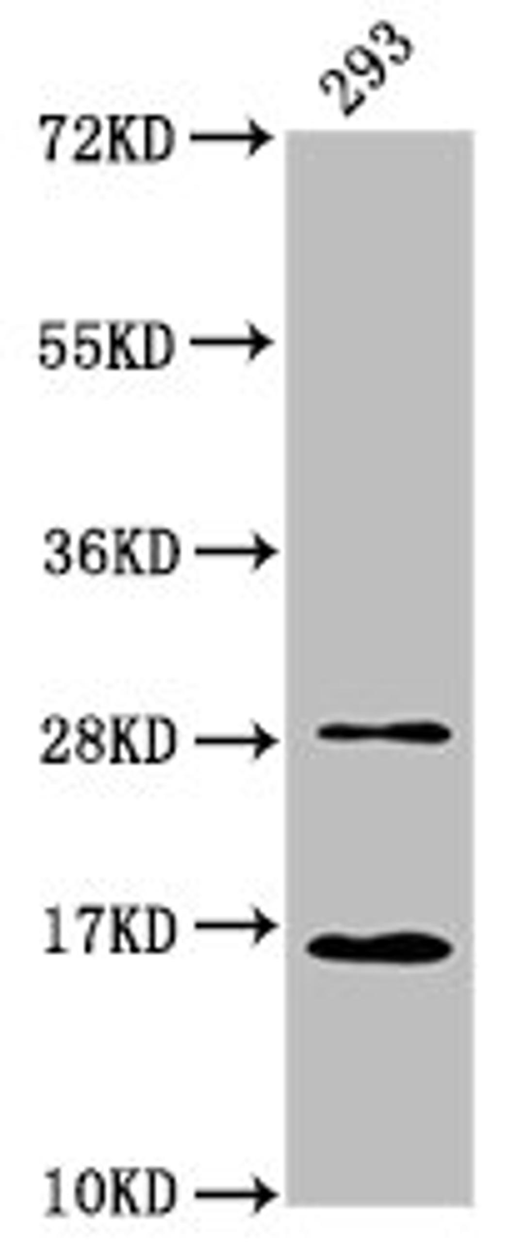 Western Blot. Positive WB detected in: 293 whole cell lysate. All lanes: HIST1H3A antibody at 0.59µg/ml. Secondary. Goat polyclonal to rabbit IgG at 1/50000 dilution. Predicted band size: 16 kDa. Observed band size: 16 kDa