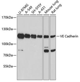 Western blot - VE Cadherin antibody (A0734)