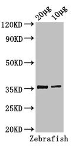 Western Blot. Positive WB detected in: Zebrafish tissue 20µg, 10µg. All lanes: tal1 antibody at 3µg/ml. Secondary. Goat polyclonal to rabbit IgG at 1/50000 dilution. Predicted band size: 36, 23 kDa. Observed band size: 36 kDa