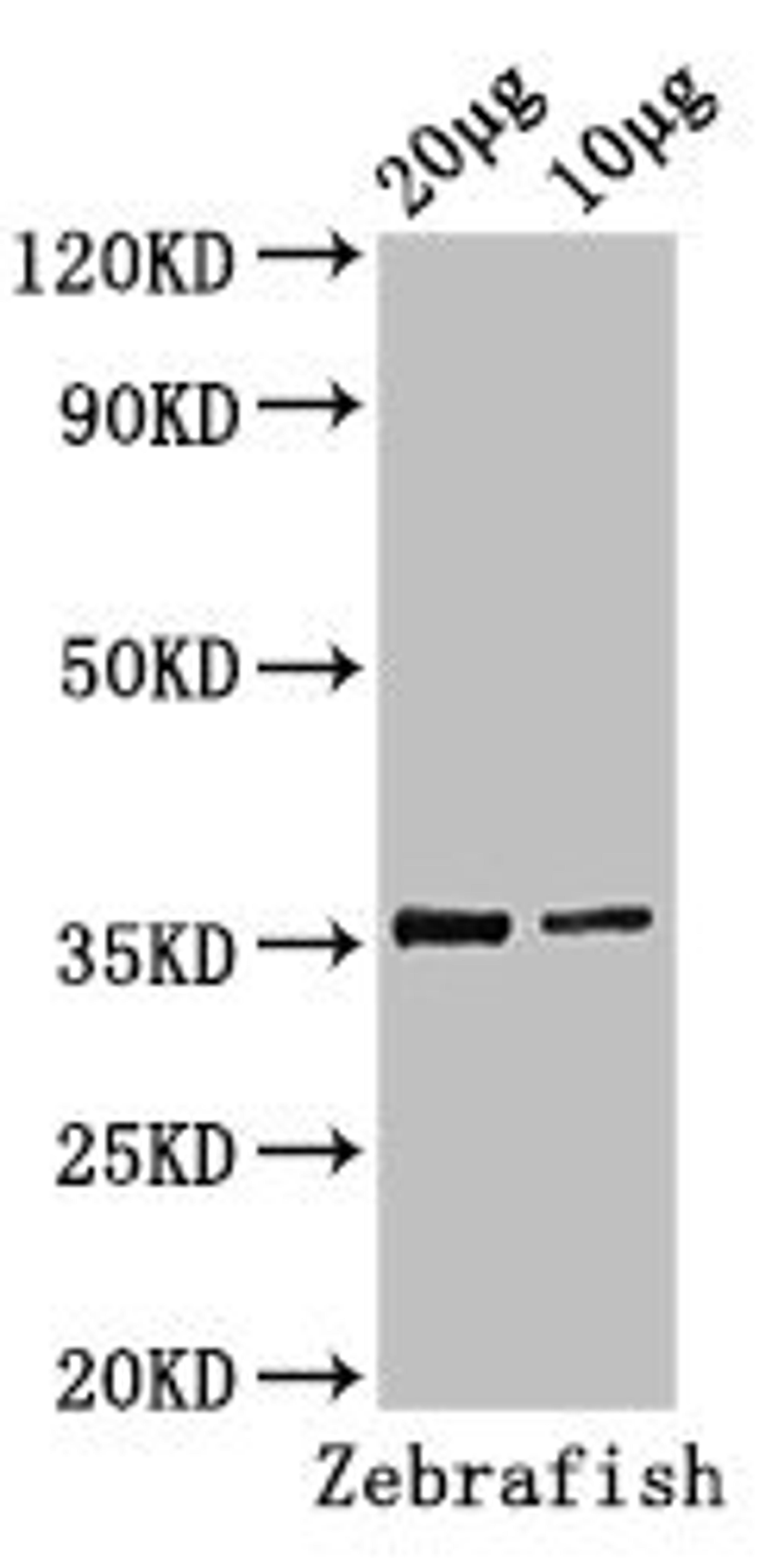 Western Blot. Positive WB detected in: Zebrafish tissue 20µg, 10µg. All lanes: tal1 antibody at 3µg/ml. Secondary. Goat polyclonal to rabbit IgG at 1/50000 dilution. Predicted band size: 36, 23 kDa. Observed band size: 36 kDa