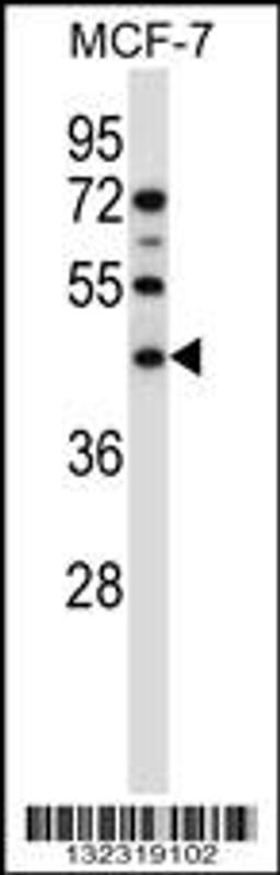 Western blot analysis in MCF-7 cell line lysates (35ug/lane).