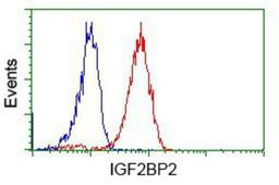 Flow Cytometry: IGF2BP2 Antibody (3F9) [NBP2-02627] - Analysis of Jurkat cells, using anti-IGF2BP2 antibody, (Red), compared to a nonspecific negative control antibody (Blue).