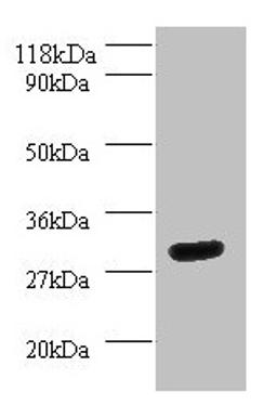 Western blot. All lanes: YWHAH antibody at 2µg/ml + Mouse spleen tissue. Secondary. Goat polyclonal to rabbit IgG at 1/10000 dilution. Predicted band size: 29 kDa. Observed band size: 29 kDa
