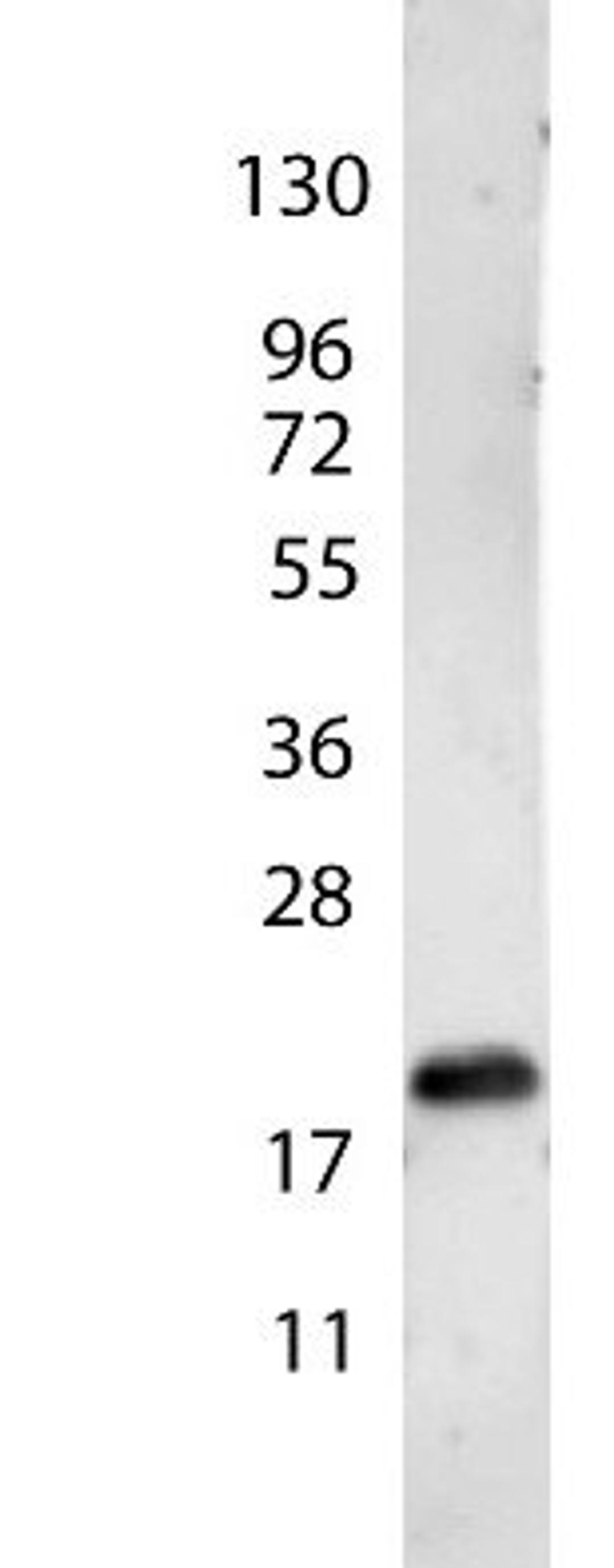 Western blot analysis of recombinant human using VEGF-165 antibody