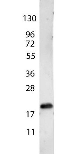 Western blot analysis of recombinant human using VEGF-165 antibody