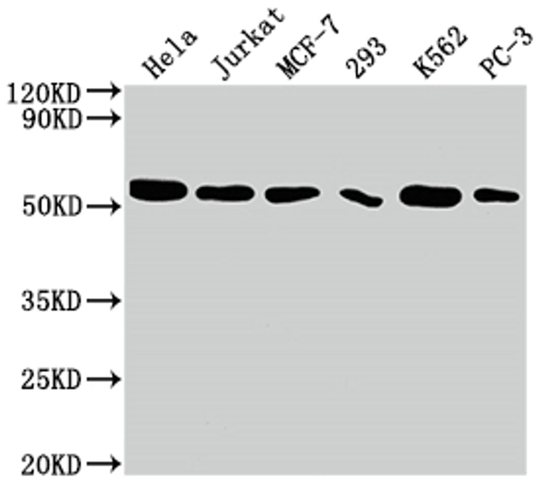 Western Blot. Positive WB detected in: Hela whole cell lysate, Jurkat whole cell lysate, MCF-7 whole cell lysate, 293 whole cell lysate, K562 whole cell lysate, PC-3 whole cell lysate. All lanes: CDC37 antibody at 1:2000. Secondary. Goat polyclonal to rabbit IgG at 1/50000 dilution. Predicted band size: 45 kDa. Observed band size: 50 kDa. 
