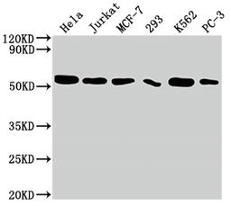 Western Blot. Positive WB detected in: Hela whole cell lysate, Jurkat whole cell lysate, MCF-7 whole cell lysate, 293 whole cell lysate, K562 whole cell lysate, PC-3 whole cell lysate. All lanes: CDC37 antibody at 1:2000. Secondary. Goat polyclonal to rabbit IgG at 1/50000 dilution. Predicted band size: 45 kDa. Observed band size: 50 kDa. 
