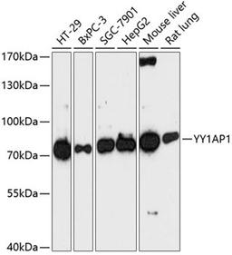 Western blot - YY1AP1 antibody (A13104)