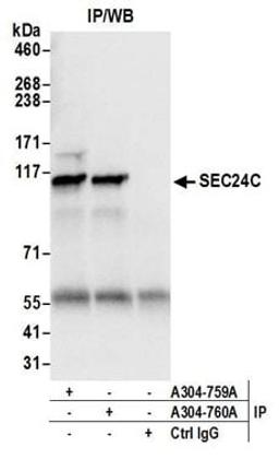 Detection of human SEC24C by western blot of immunoprecipitates.